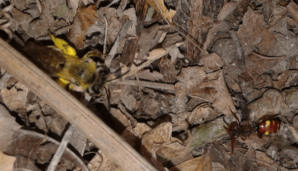 Nomada sp. e ape solitaria
